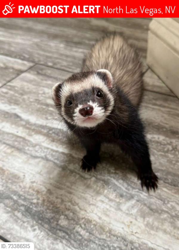 Lost Male Ferret last seen Near trestle bridge st, North Las Vegas, NV 89032