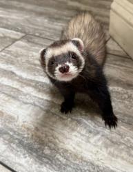 Lost Male Ferret last seen Near trestle bridge st, North Las Vegas, NV 89032