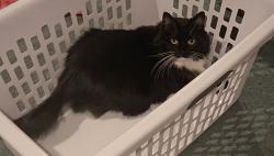 Reunited Female Cat last seen E Mount Zion Church Rd, Hallsville, MO 65255