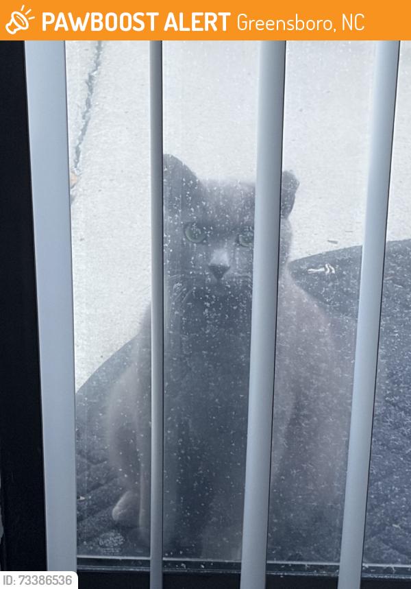 Found/Stray Male Cat last seen Near Montrose Drive, Greensboro, NC 27401