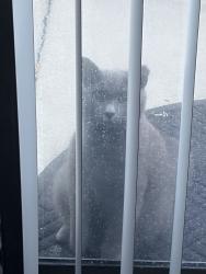 Found/Stray Male Cat last seen Near Montrose Drive, Greensboro, NC 27401