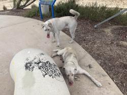 Found/Stray Female Dog last seen N Loma Vista Drive, Long Beach, CA 90813