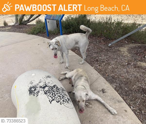 Found/Stray Female Dog last seen N Loma Vista Drive, Long Beach, CA 90813