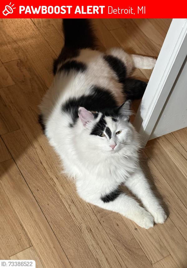 Lost Male Cat last seen Clark park, Detroit, MI 48209