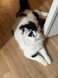Lost Male Cat last seen Clark park, Detroit, MI 48209