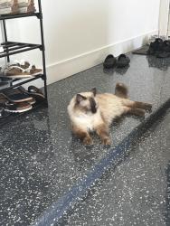 Found/Stray Female Cat last seen Fernwood mallow ct, Hockley, TX 77447
