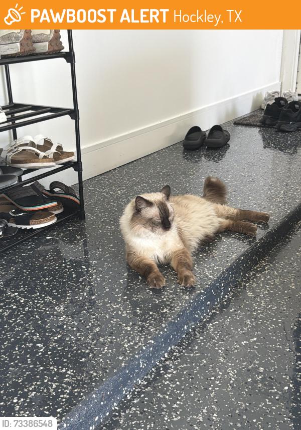 Found/Stray Female Cat last seen Fernwood mallow ct, Hockley, TX 77447