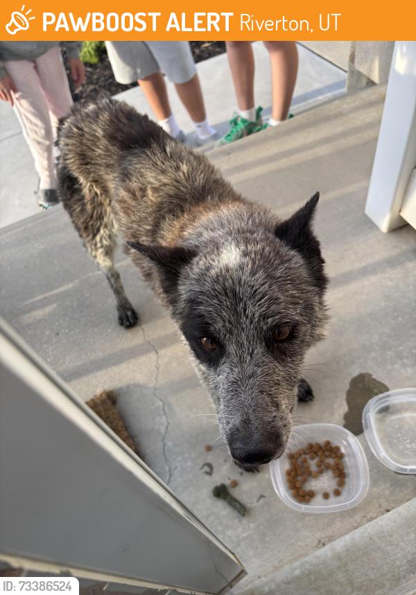 Found/Stray Male Dog last seen Near W 13000 S, Riverton, UT 84065