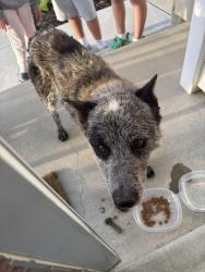 Found/Stray Male Dog last seen Near W 13000 S, Riverton, UT 84065