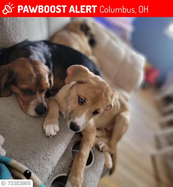 Lost Female Dog last seen Bellflower ave, Columbus, OH 43202