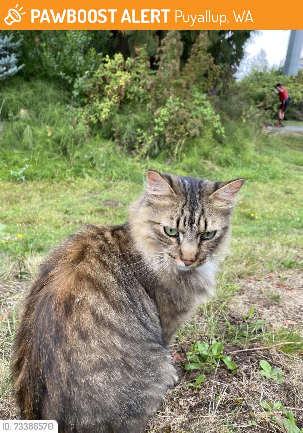 Found/Stray Female Cat last seen Barn 12, Puyallup, WA 98372