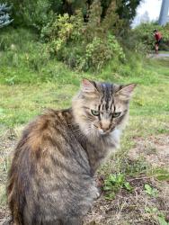 Found/Stray Female Cat last seen Barn 12, Puyallup, WA 98372