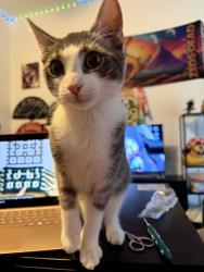 Lost Male Cat last seen Lamar snd Caesar Chavez, Austin, TX 78703