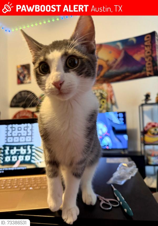Lost Male Cat last seen Lamar snd Caesar Chavez, Austin, TX 78703