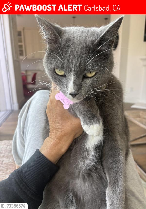 Lost Female Cat last seen Avenida encinas / Windrose, Carlsbad, CA 92011