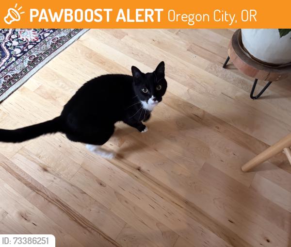 Found/Stray Female Cat last seen Athens and Olympus, Oregon City, OR 97045