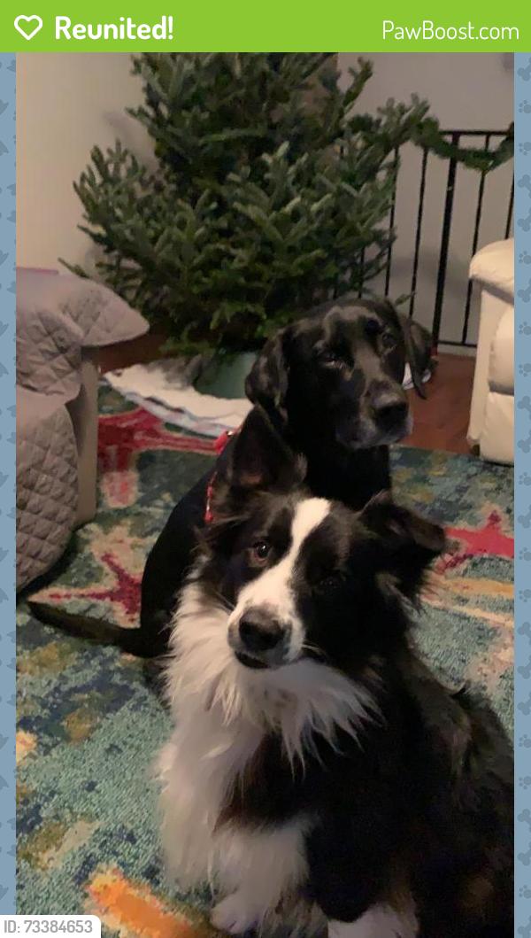 Reunited Male Dog last seen Longhorn Dr and Montgomery Rd, Beltsville, MD 20705