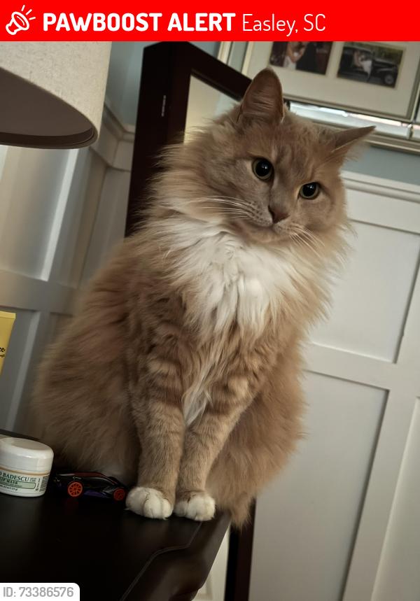 Lost Female Cat last seen Crestview Rd, Easley, SC 29642