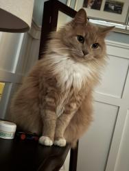 Lost Female Cat last seen Crestview Rd, Easley, SC 29642
