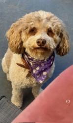 Lost Female Dog last seen Randall and oleander, Fontana, CA 92331