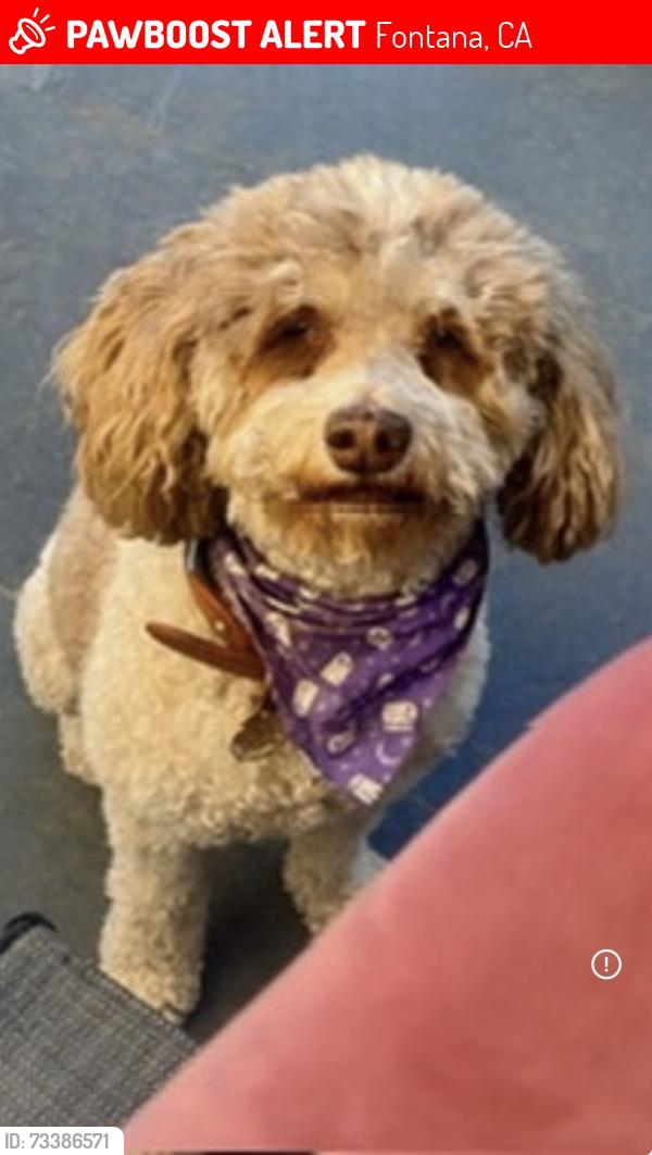 Lost Female Dog last seen Randall and oleander, Fontana, CA 92331