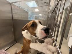 Shelter Stray Male Dog last seen baldwin and maybee road, LAKE ORION, MI, 48360, 1200 N Telegraph Building 42E, Pontiac, MI 48340, USA