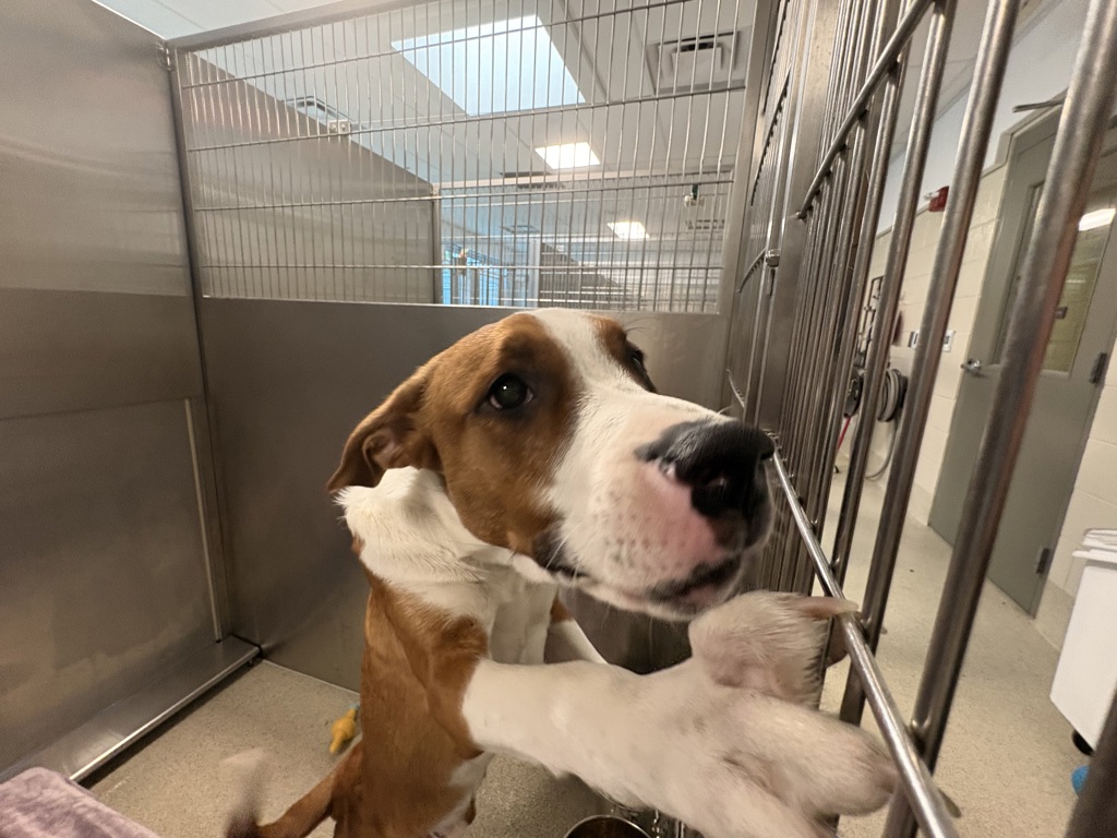 Shelter Stray Male Dog last seen baldwin and maybee road, LAKE ORION, MI, 48360, 1200 N Telegraph Building 42E, Pontiac, MI 48340, USA