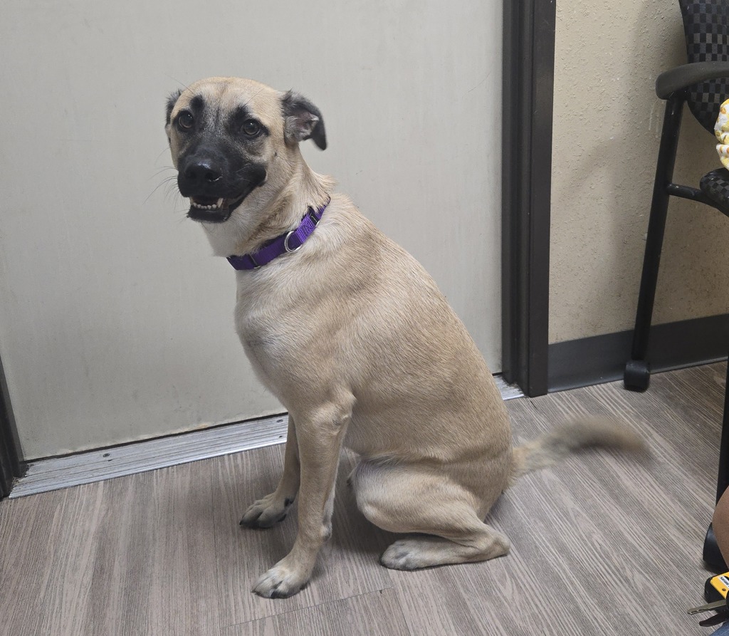 Shelter Stray Male Dog last seen Cannon Road, Vista, CA, 92081, Oceanside, CA 92058, USA
