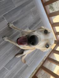 Found/Stray Female Dog last seen Was found on 29th street and Alturas Ave, Odessa TX, Odessa, TX 79764