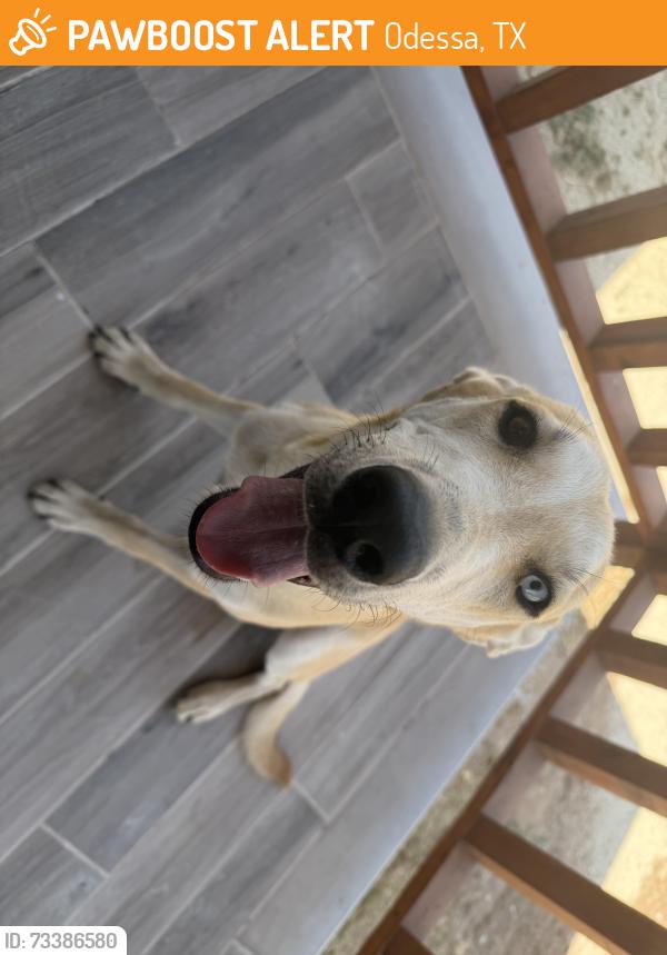 Found/Stray Female Dog last seen Was found on 29th street and Alturas Ave, Odessa TX, Odessa, TX 79764