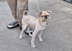 Shelter Stray Male Dog last seen Near Victory Boulevard, STATEN ISLAND, NY, 10301, 3139 Veterans Rd W, Staten Island, NY 10309, USA