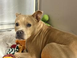 Shelter Stray Female Dog last seen 145-27 157th Street, JAMAICA, NY, 11434, 326 E 110th St, New York, NY 10029, USA