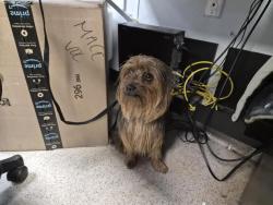 Shelter Stray Male Dog last seen Near E 109th Street, NEW YORK, NY, 10029, 326 E 110th St, New York, NY 10029, USA
