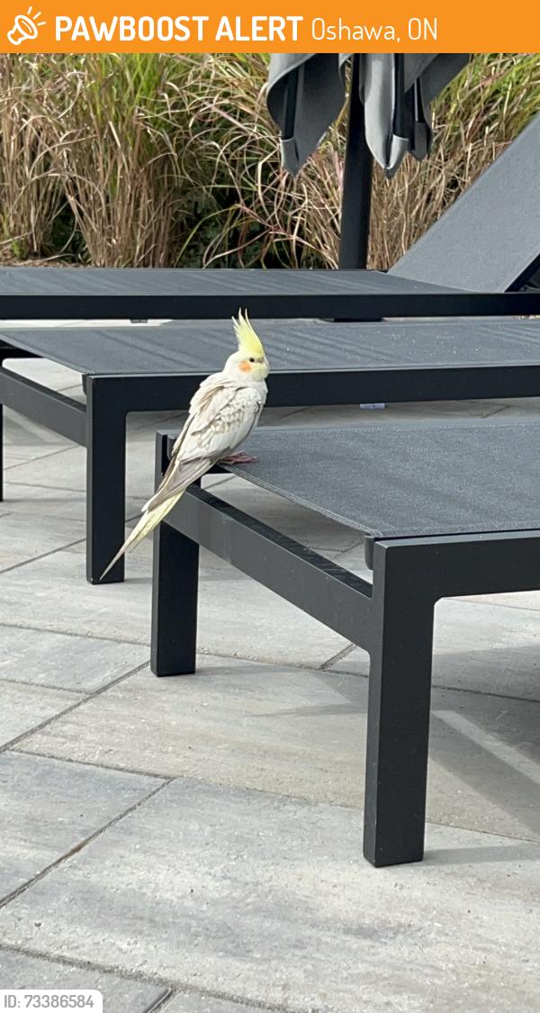 Found/Stray Unknown Bird last seen Pindar and bovin ave, Oshawa, ON 