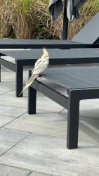Found/Stray Unknown Bird last seen Pindar and bovin ave, Oshawa, ON 