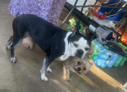 Lost Female Dog last seen Toddsbury, Altavista, VA 24517