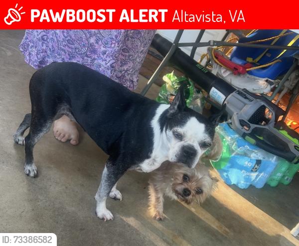 Lost Female Dog last seen Toddsbury, Altavista, VA 24517