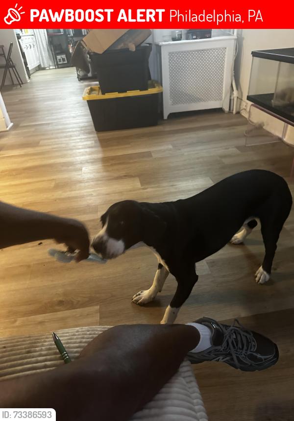 Lost Male Dog last seen Woodstock, Philadelphia, PA 19145