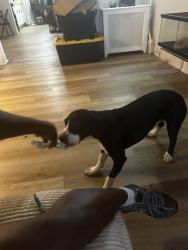 Lost Male Dog last seen Woodstock, Philadelphia, PA 19145
