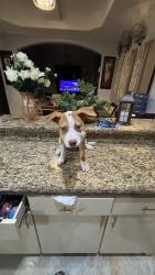 Found/Stray Female Dog last seen PSJA North, Pharr, TX 78577