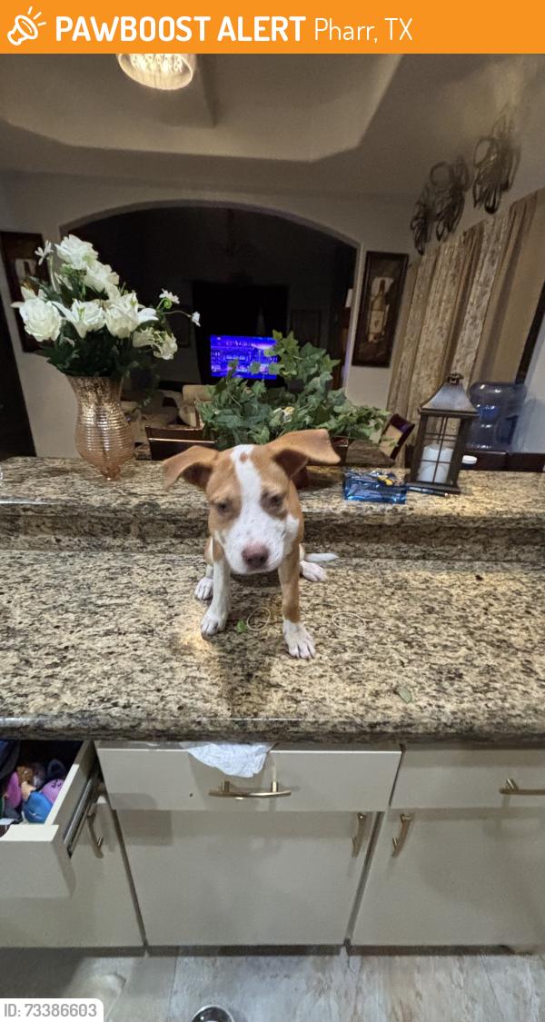Found/Stray Female Dog last seen PSJA North, Pharr, TX 78577