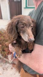 Found/Stray Unknown Dog last seen 10th & Loma, Long Beach, CA 90804