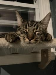Reunited Male Cat last seen Highway 206, Chester, NJ 07930