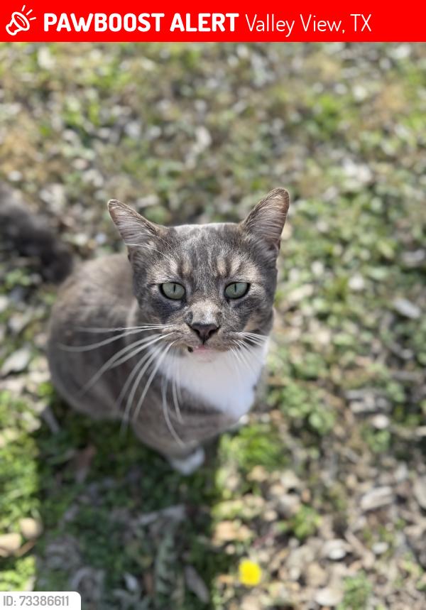 Lost Male Cat last seen church street or the schools, Valley View, TX 76272