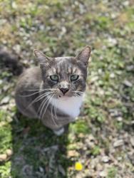 Lost Male Cat last seen church street or the schools, Valley View, TX 76272