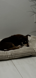 Lost Male Dog last seen Oakley street, Brownsville, TX 78526