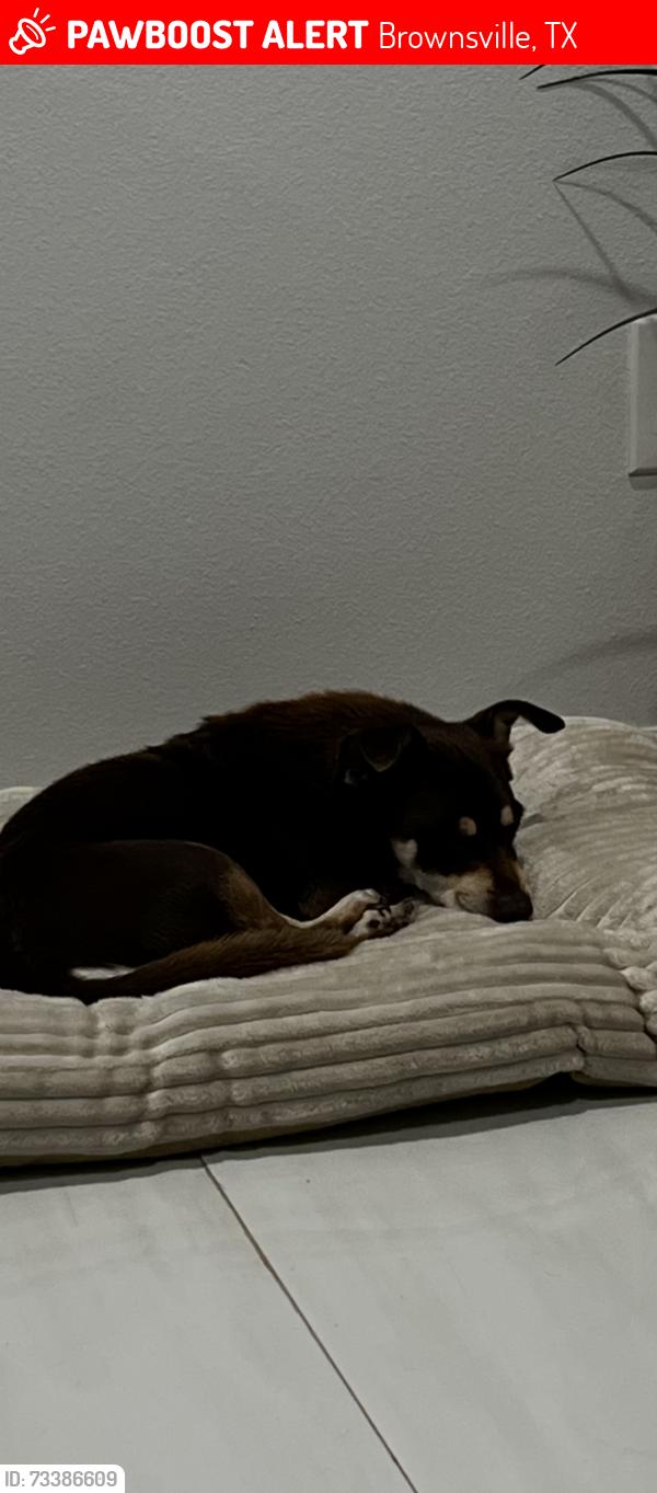 Lost Male Dog last seen Oakley street, Brownsville, TX 78526