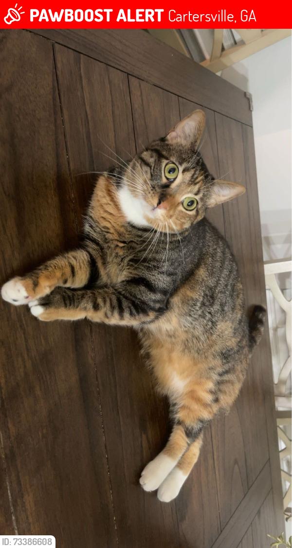 Lost Female Cat last seen Walden Glen, Cartersville, GA 30120
