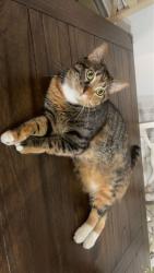 Lost Female Cat last seen Walden Glen, Cartersville, GA 30120