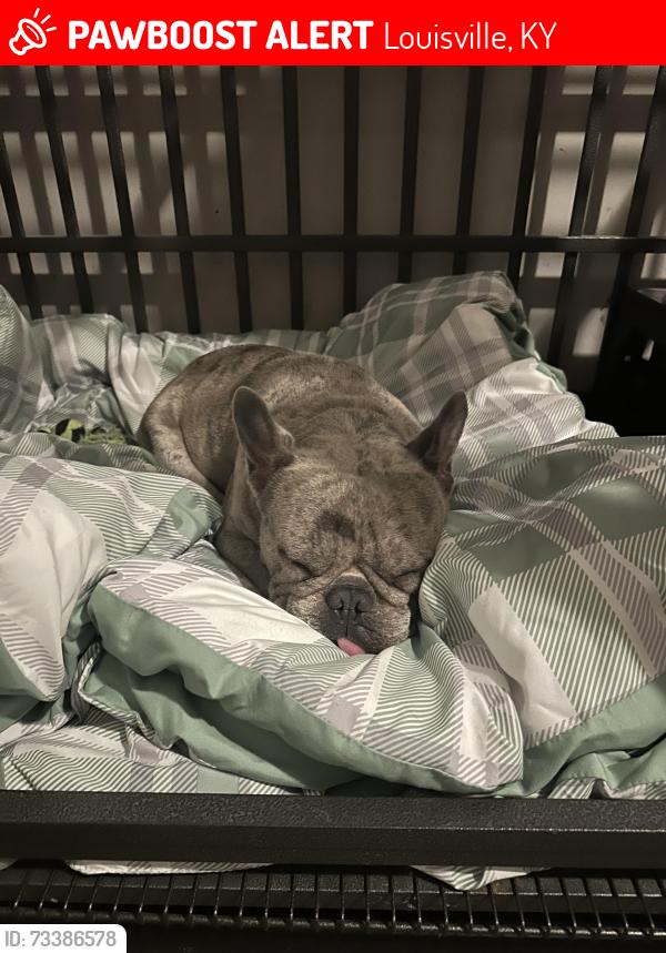 Lost Male Dog last seen Camp and Ormsby, Louisville, KY 40203